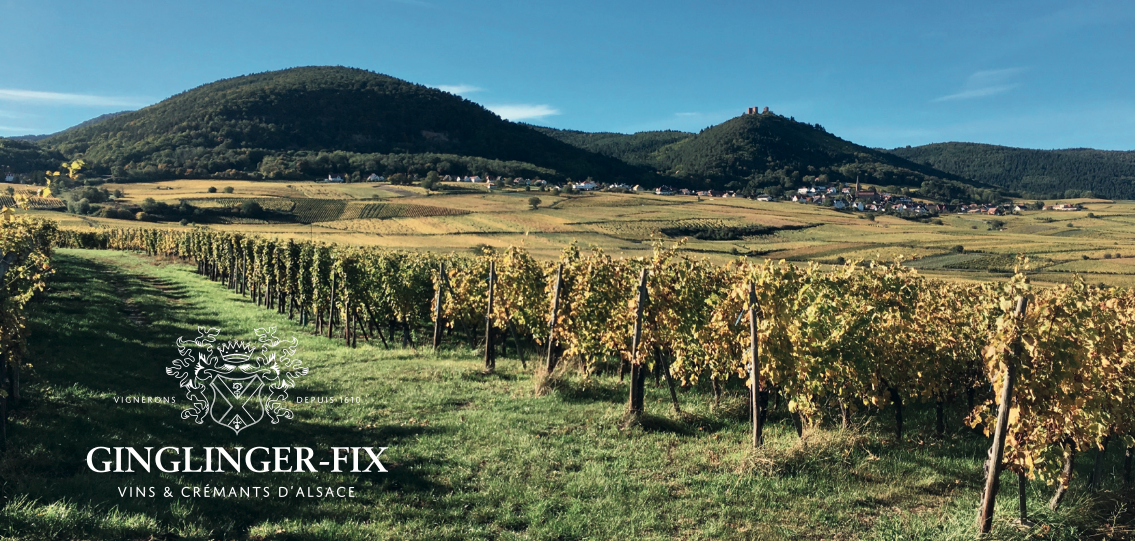 Le vignoble alsacien et les coteaux de Voegtlinshoffen
