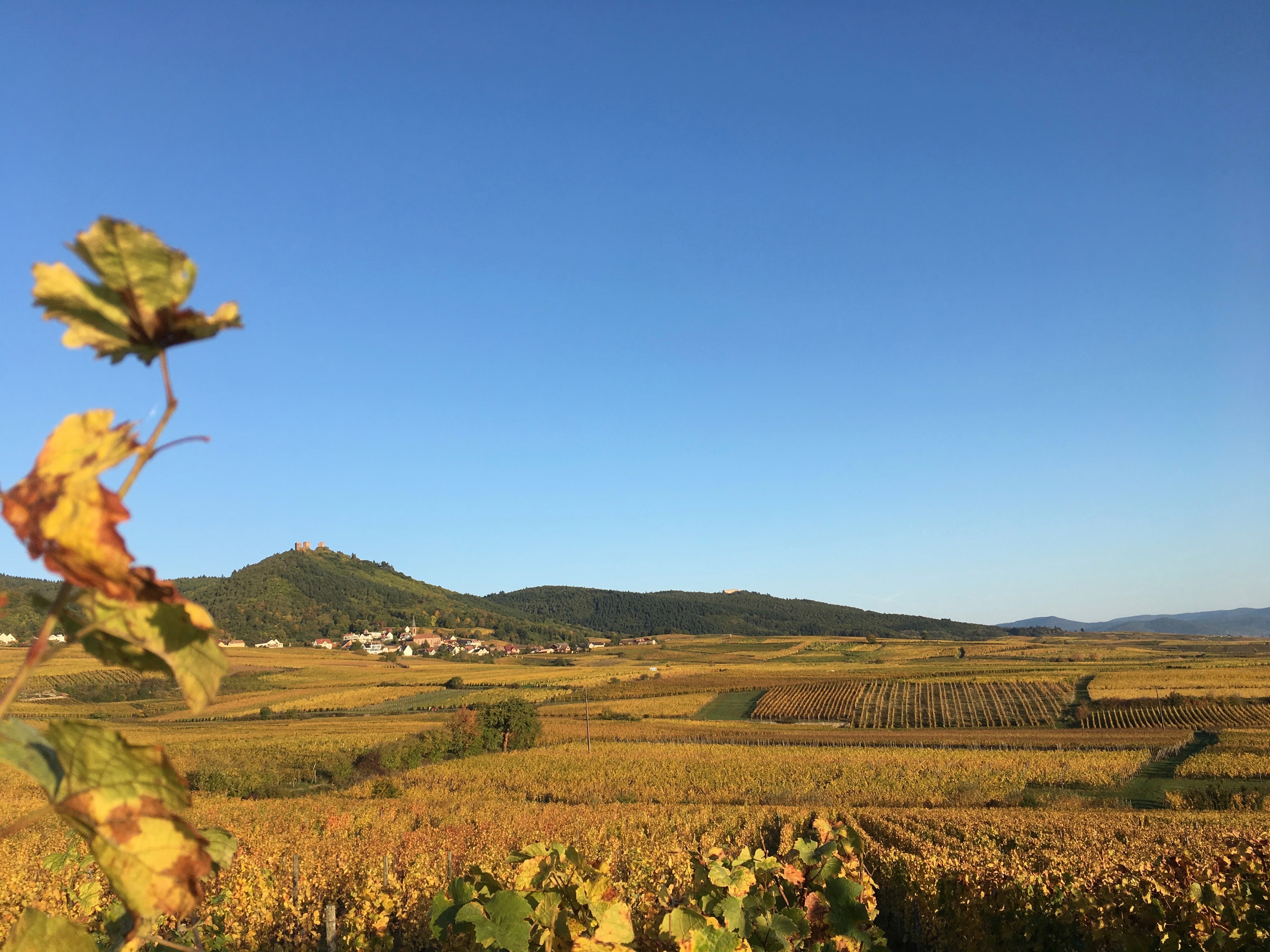 Le vignoble de coteaux à Voegtlinshoffen