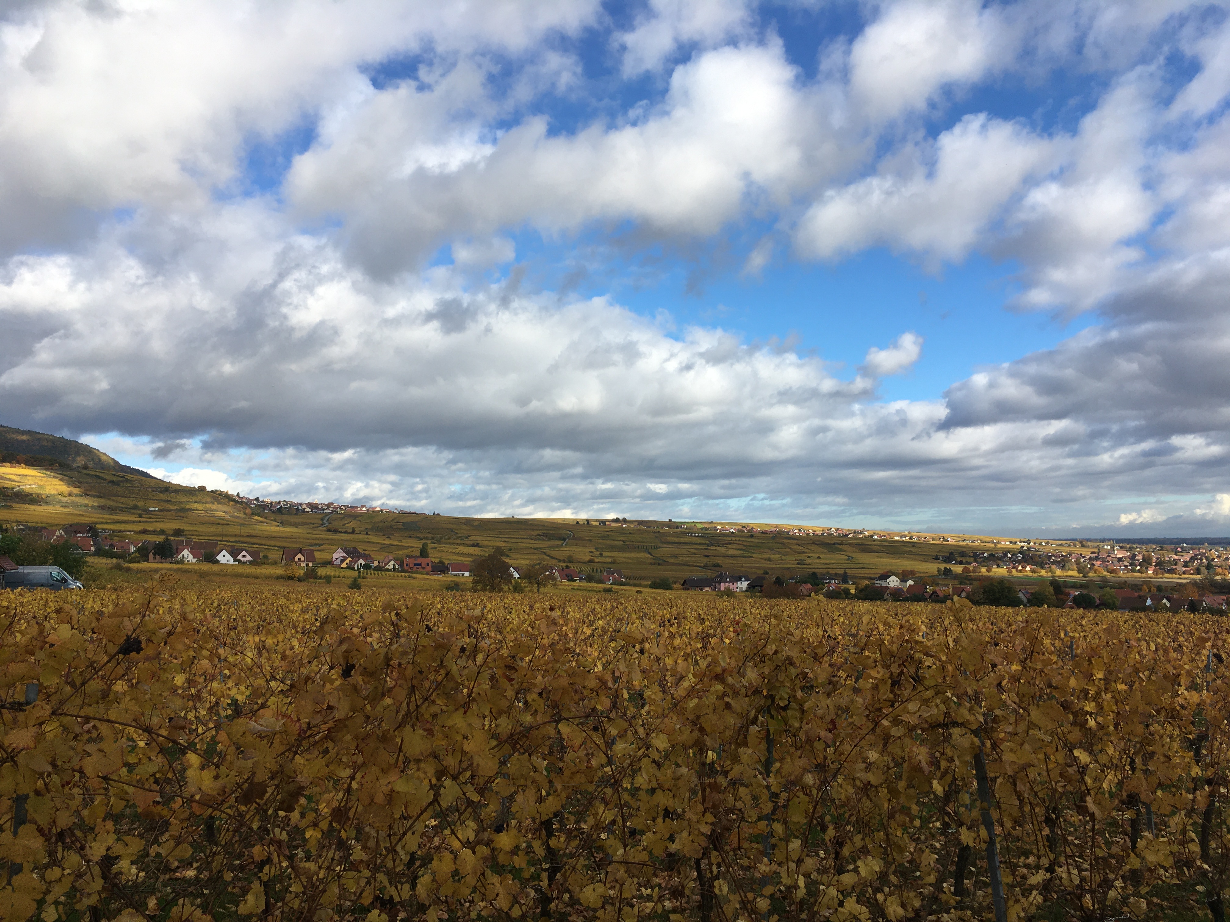 Le vignoble autour de Voegtlinshoffen